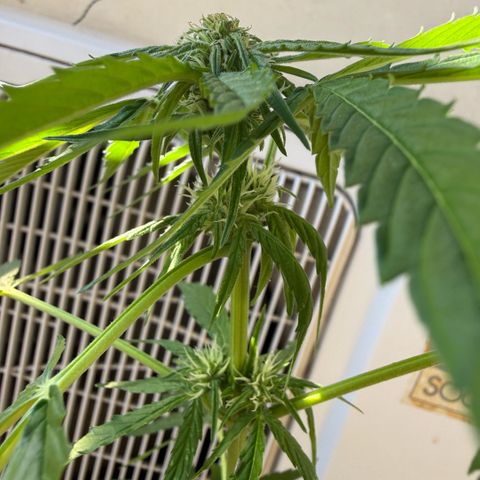 Titan F1 3 cotylédons  growlog timeline photo