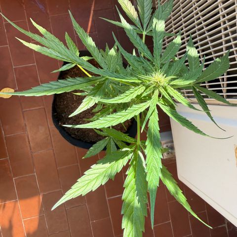 Titan F1 3 cotylédons  growlog timeline photo