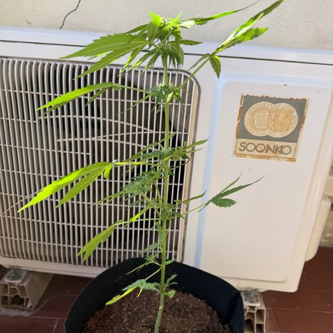 Titan F1 3 cotylédons  growlog timeline photo