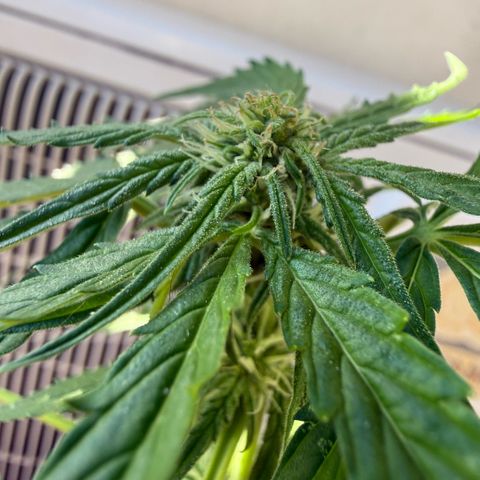 Titan F1 3 cotylédons  growlog timeline photo