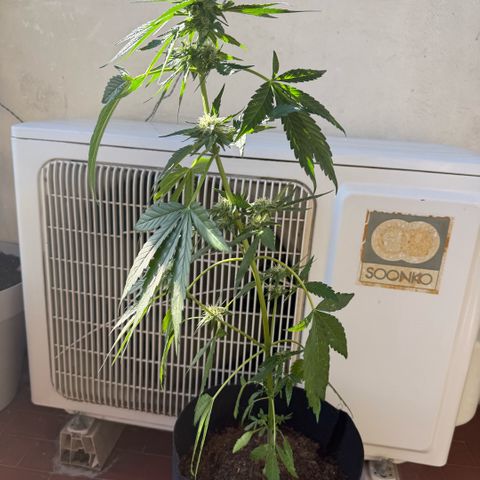 Apple Fritter Auto growlog timeline photo