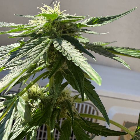 Apple Fritter Auto growlog timeline photo