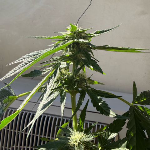 Apple Fritter Auto growlog timeline photo