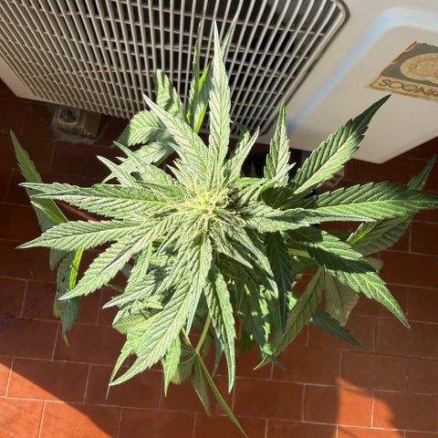 Apple Fritter Auto growlog timeline photo