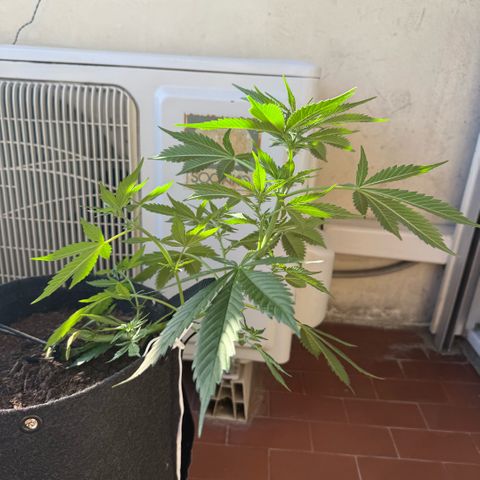 Cookies Gelato Auto growlog timeline photo