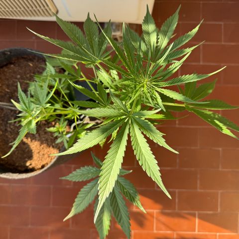 Cookies Gelato Auto growlog timeline photo