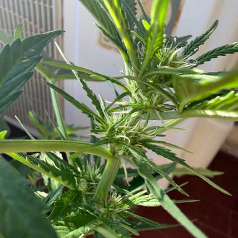 Cookies Gelato Auto growlog timeline photo