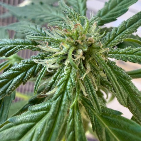 Titan F1 3 cotylédons  growlog timeline photo