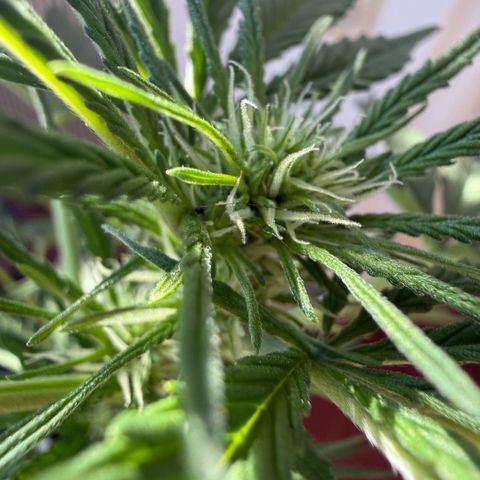Cookies Gelato Auto growlog timeline photo