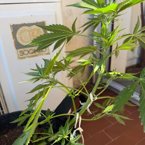 Cookies Gelato Auto growlog timeline photo