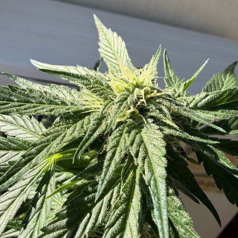 Apple Fritter Auto growlog timeline photo