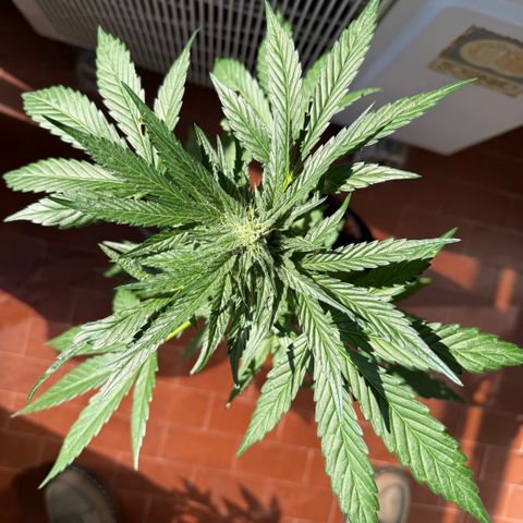 Apple Fritter Auto growlog timeline photo