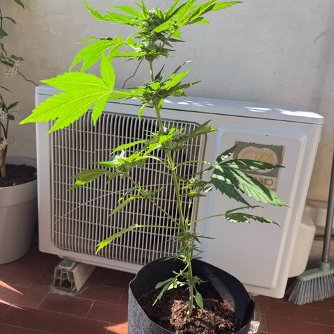 Apple Fritter Auto growlog timeline photo