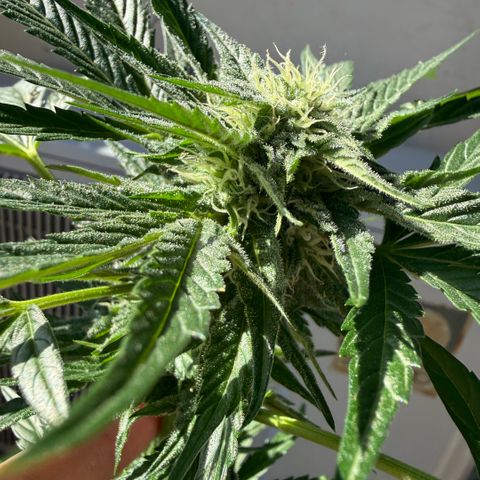 Apple Fritter Auto growlog timeline photo