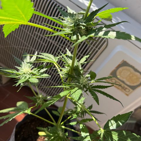Apple Fritter Auto growlog timeline photo