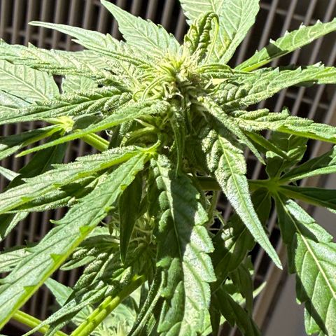 Titan F1 3 cotylédons  growlog timeline photo