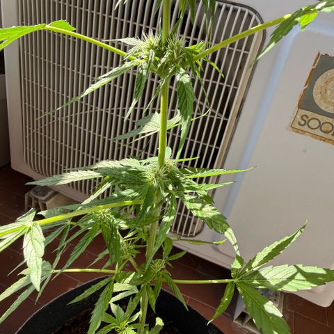 Titan F1 3 cotylédons  growlog timeline photo