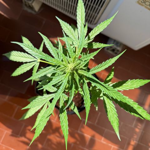 Titan F1 3 cotylédons  growlog timeline photo