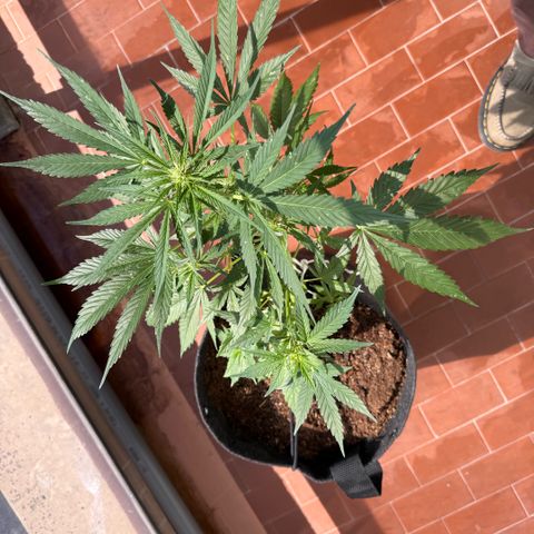 Cookies Gelato Auto growlog timeline photo