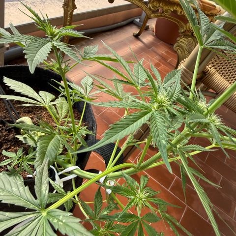 Cookies Gelato Auto growlog timeline photo