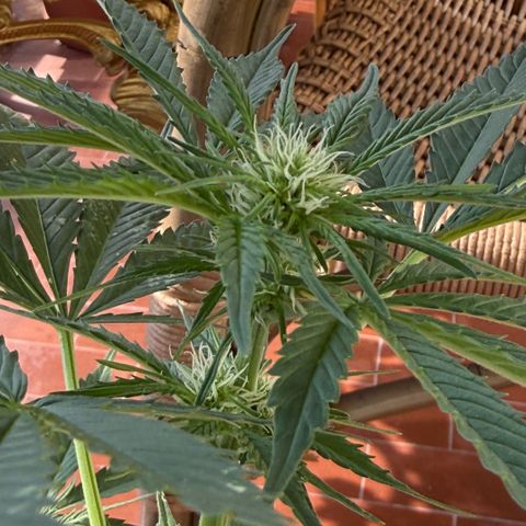 Cookies Gelato Auto growlog timeline photo