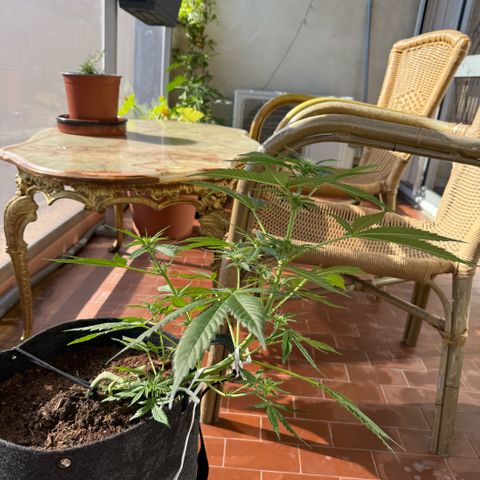 Cookies Gelato Auto growlog timeline photo
