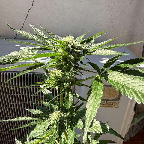 Apple Fritter Auto growlog timeline photo