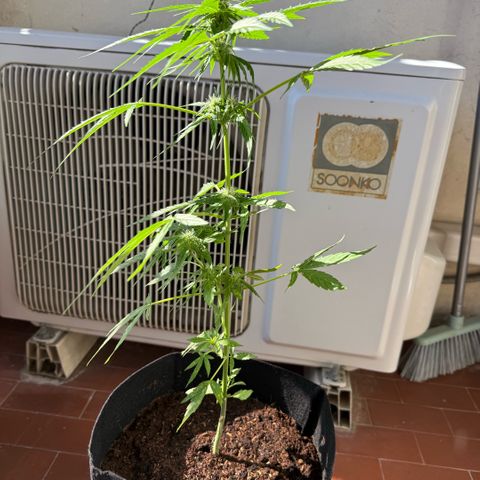 Titan F1 3 cotylédons  growlog timeline photo