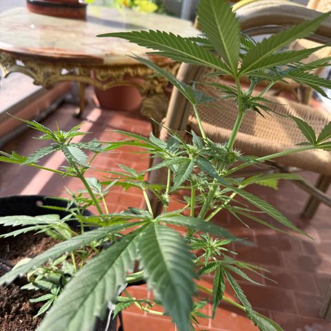 Cookies Gelato Auto growlog timeline photo