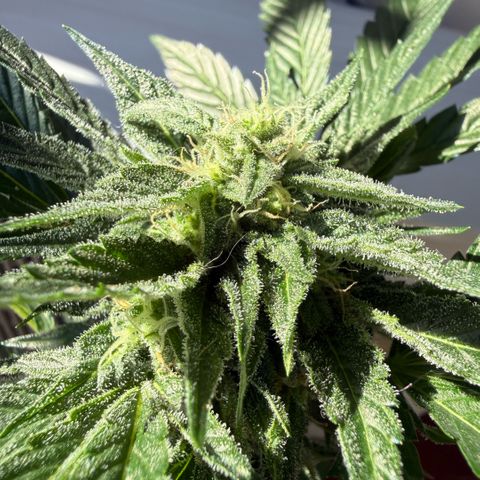 Apple Fritter Auto growlog timeline photo