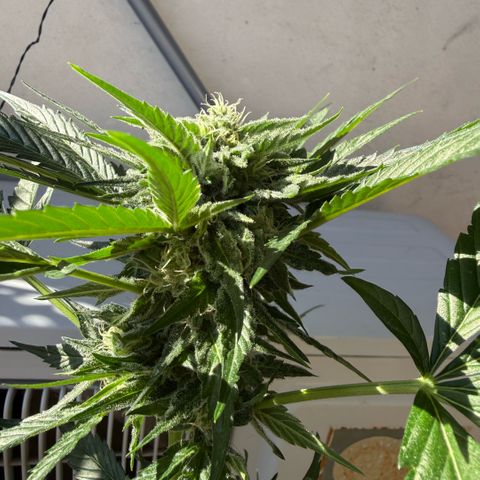 Apple Fritter Auto growlog timeline photo
