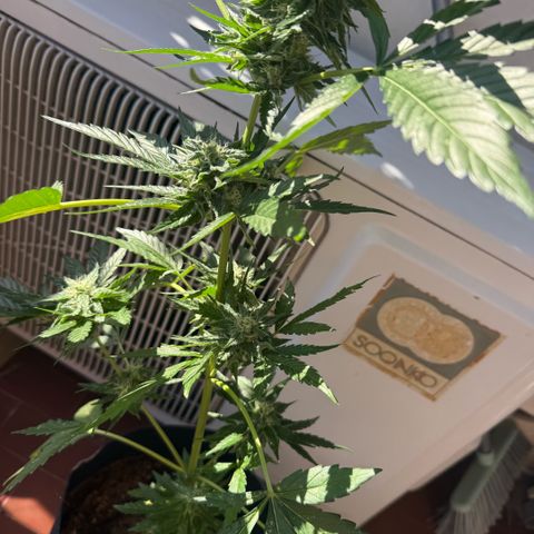 Apple Fritter Auto growlog timeline photo