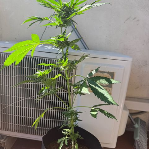 Apple Fritter Auto growlog timeline photo