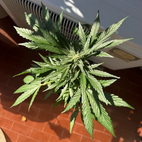 Apple Fritter Auto growlog timeline photo