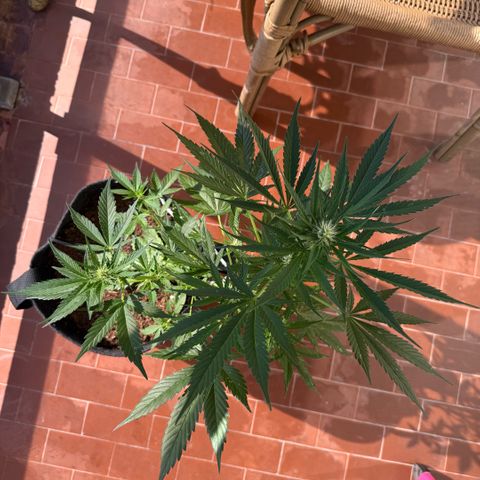 Cookies Gelato Auto growlog timeline photo