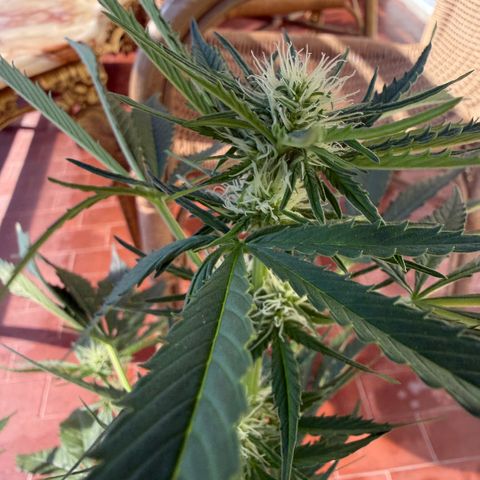 Cookies Gelato Auto growlog timeline photo
