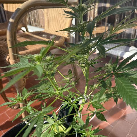 Cookies Gelato Auto growlog timeline photo