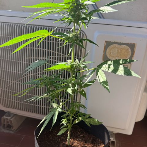 Titan F1 3 cotylédons  growlog timeline photo