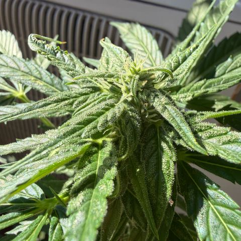 Titan F1 3 cotylédons  growlog timeline photo