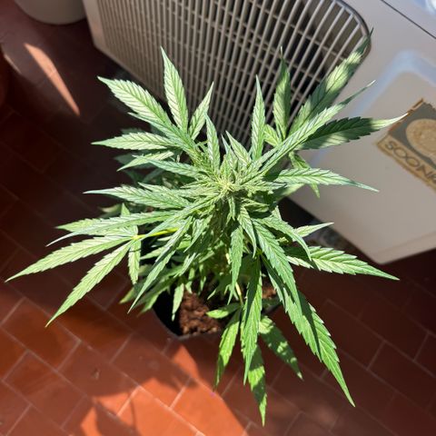 Titan F1 3 cotylédons  growlog timeline photo