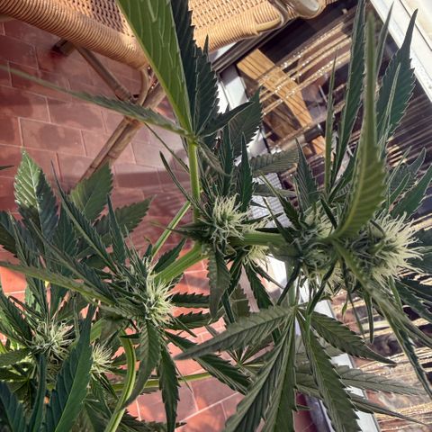 Cookies Gelato Auto growlog timeline photo