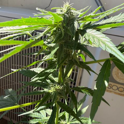 Titan F1 3 cotylédons  growlog timeline photo