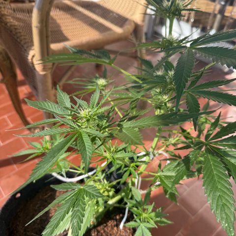 Cookies Gelato Auto growlog timeline photo