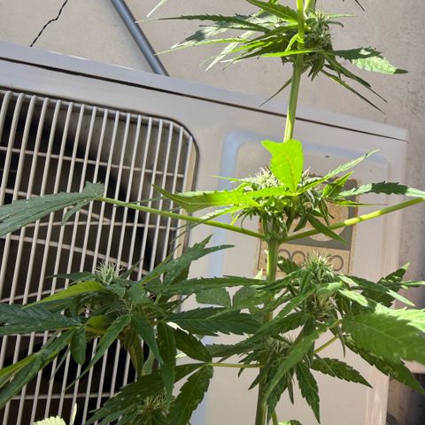 Titan F1 3 cotylédons  growlog timeline photo