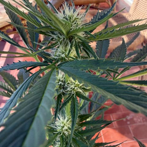 Cookies Gelato Auto growlog timeline photo