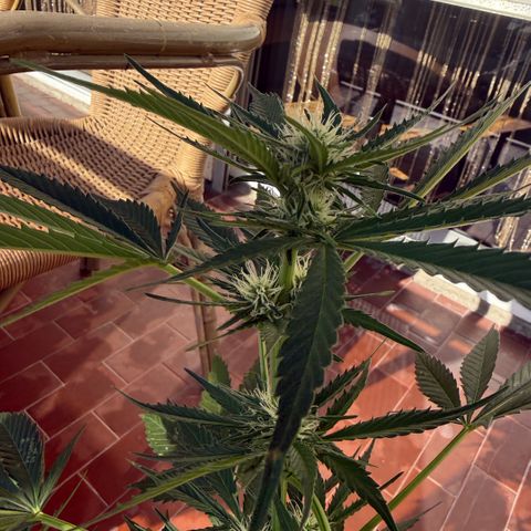 Cookies Gelato Auto growlog timeline photo
