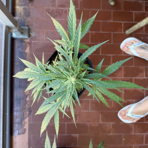 Titan F1 3 cotylédons  growlog timeline photo