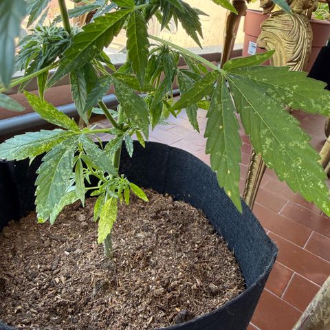 Titan F1 3 cotylédons  growlog timeline photo