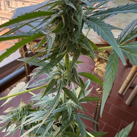 Titan F1 3 cotylédons  growlog timeline photo