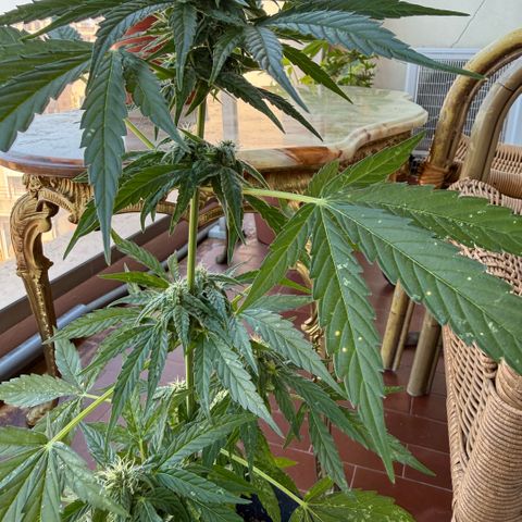 Titan F1 3 cotylédons  growlog timeline photo